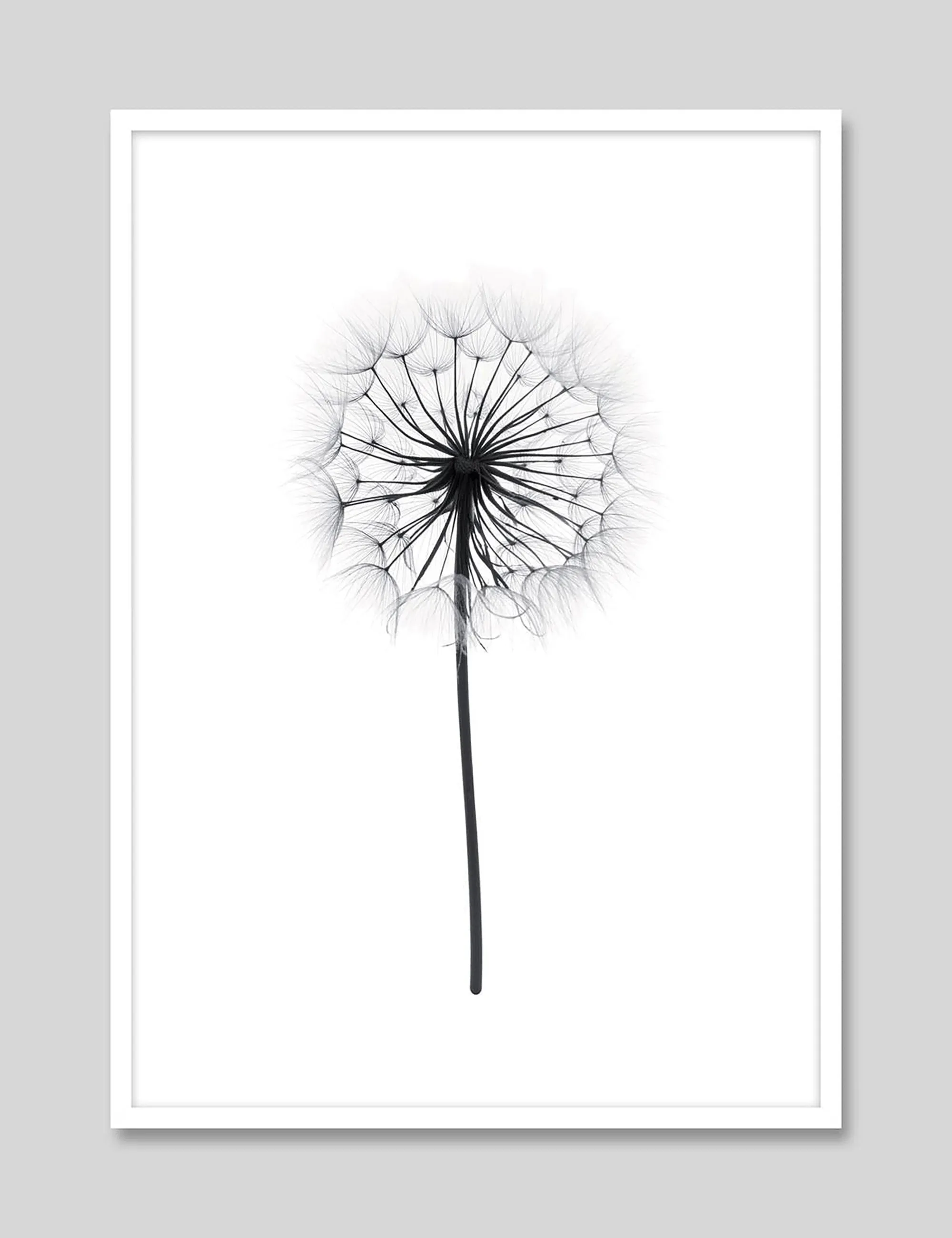 Dandelion