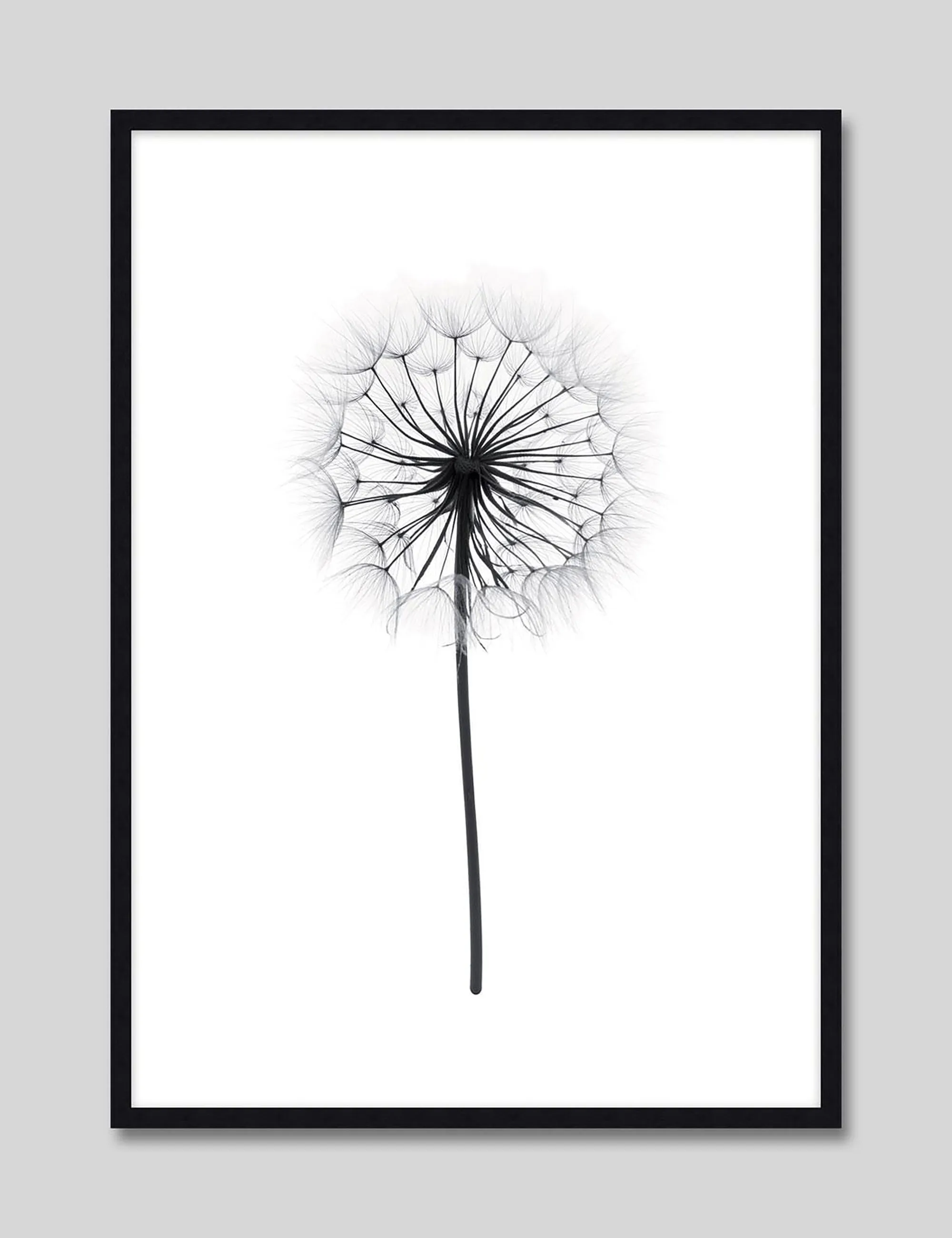 Dandelion