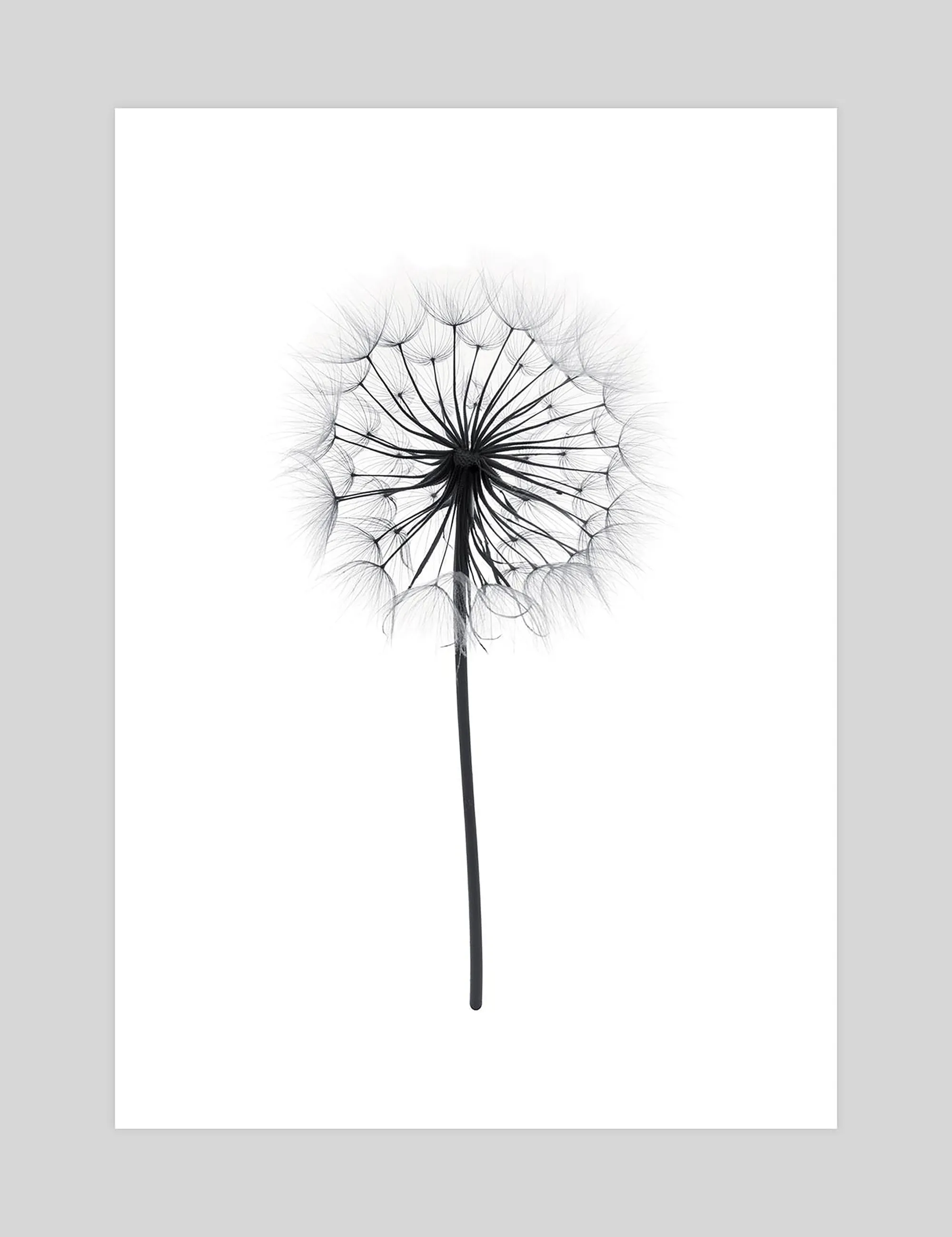 Dandelion