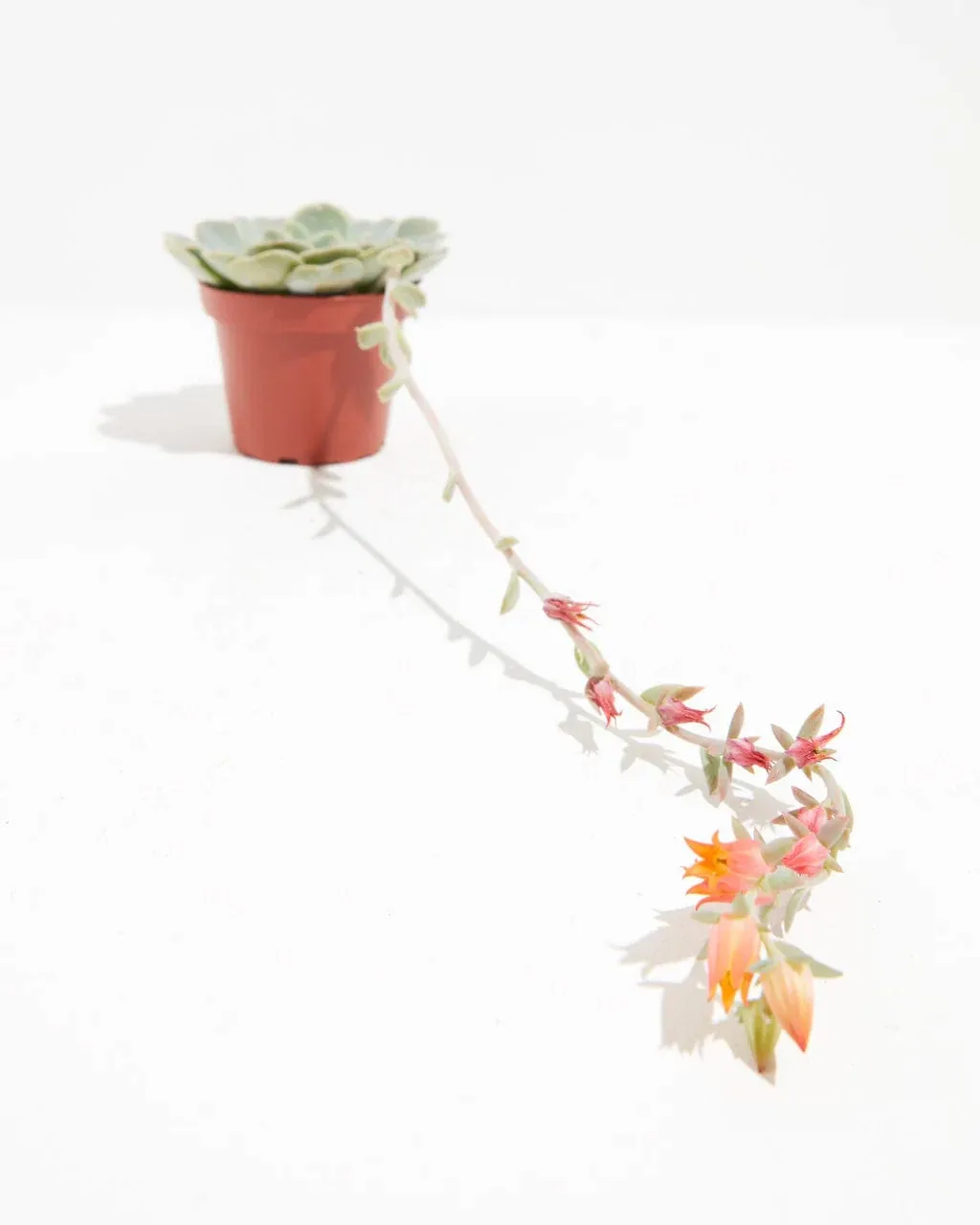 Lively Root Echeveria Rose Succulent Plant Kit