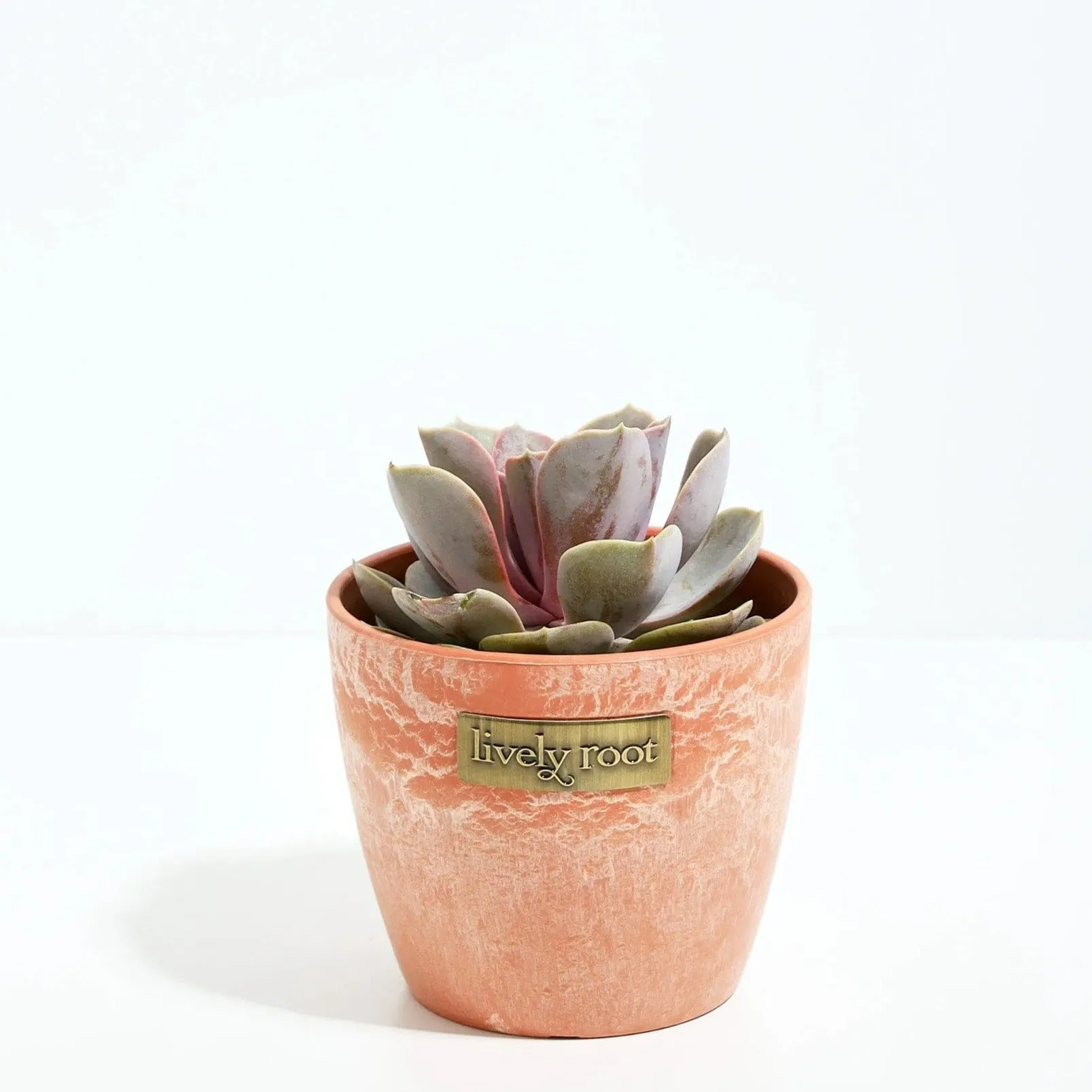 Lively Root Echeveria Rose Succulent Plant Kit