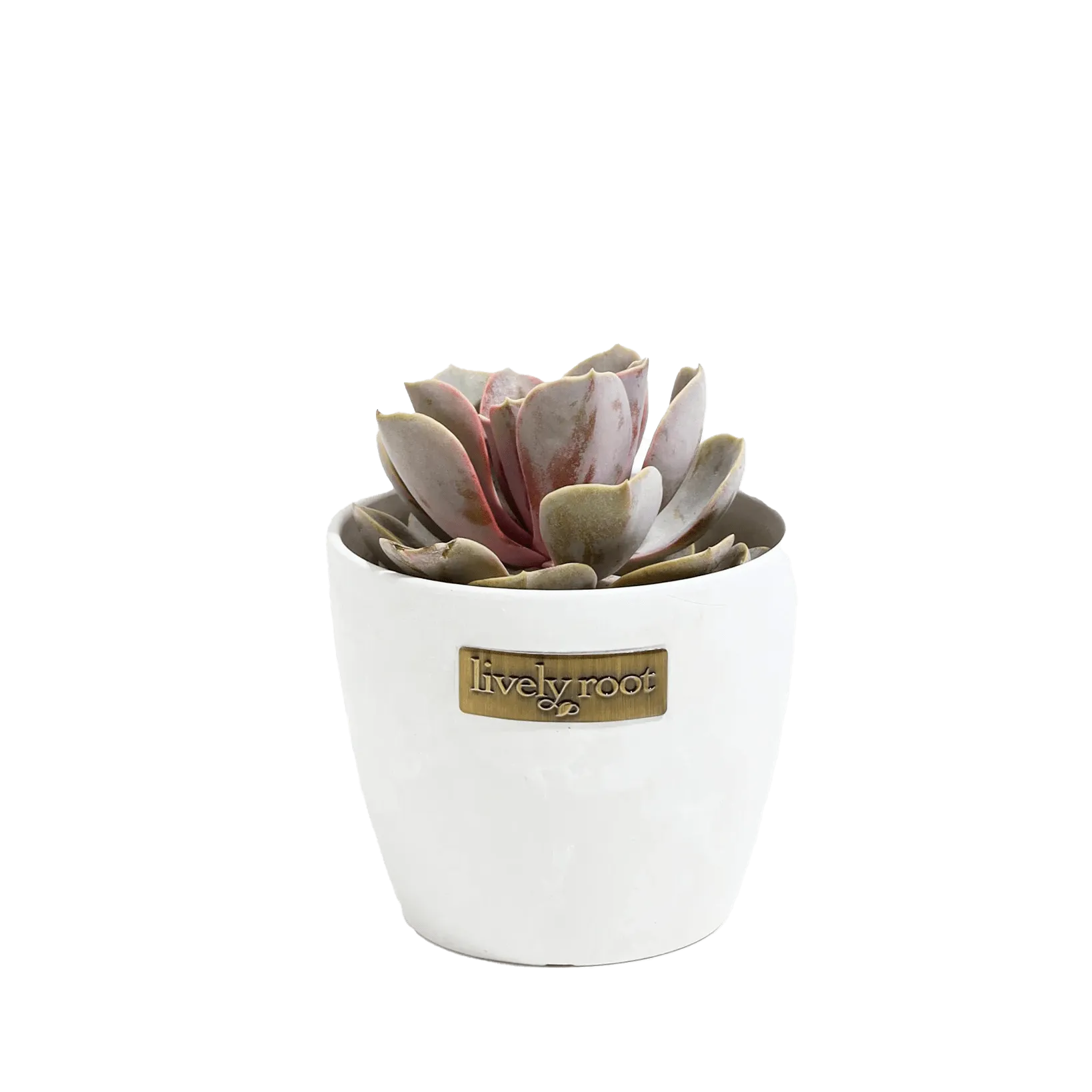 Lively Root Echeveria Rose Succulent Plant Kit