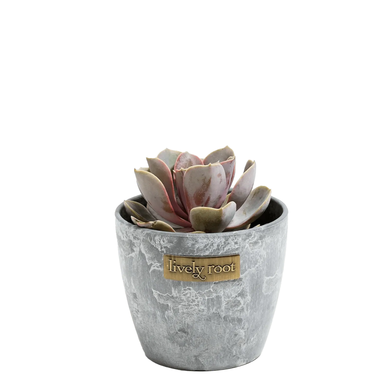 Lively Root Echeveria Rose Succulent Plant Kit