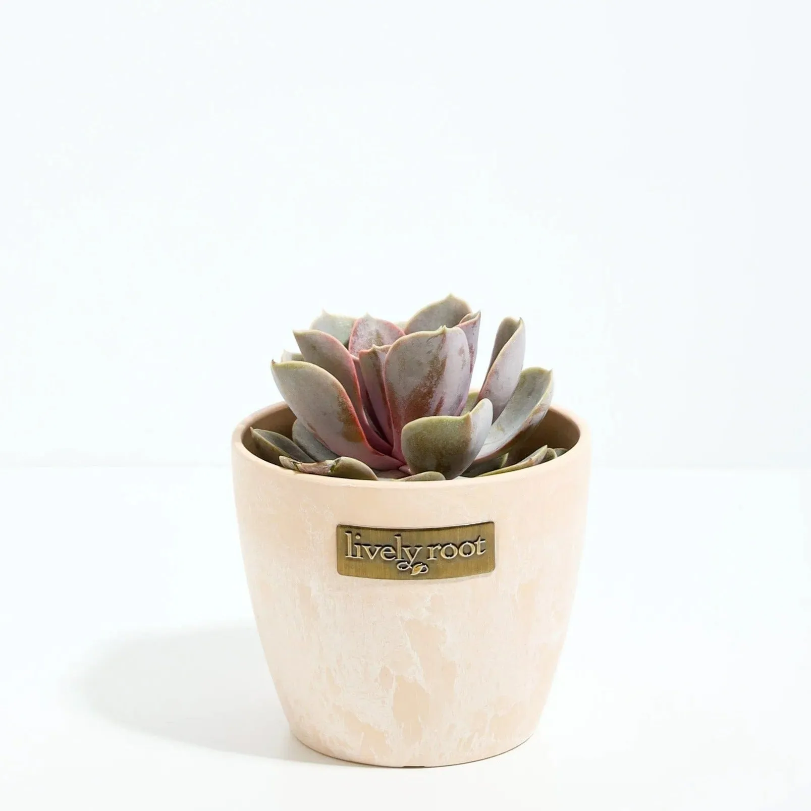 Lively Root Echeveria Rose Succulent Plant Kit