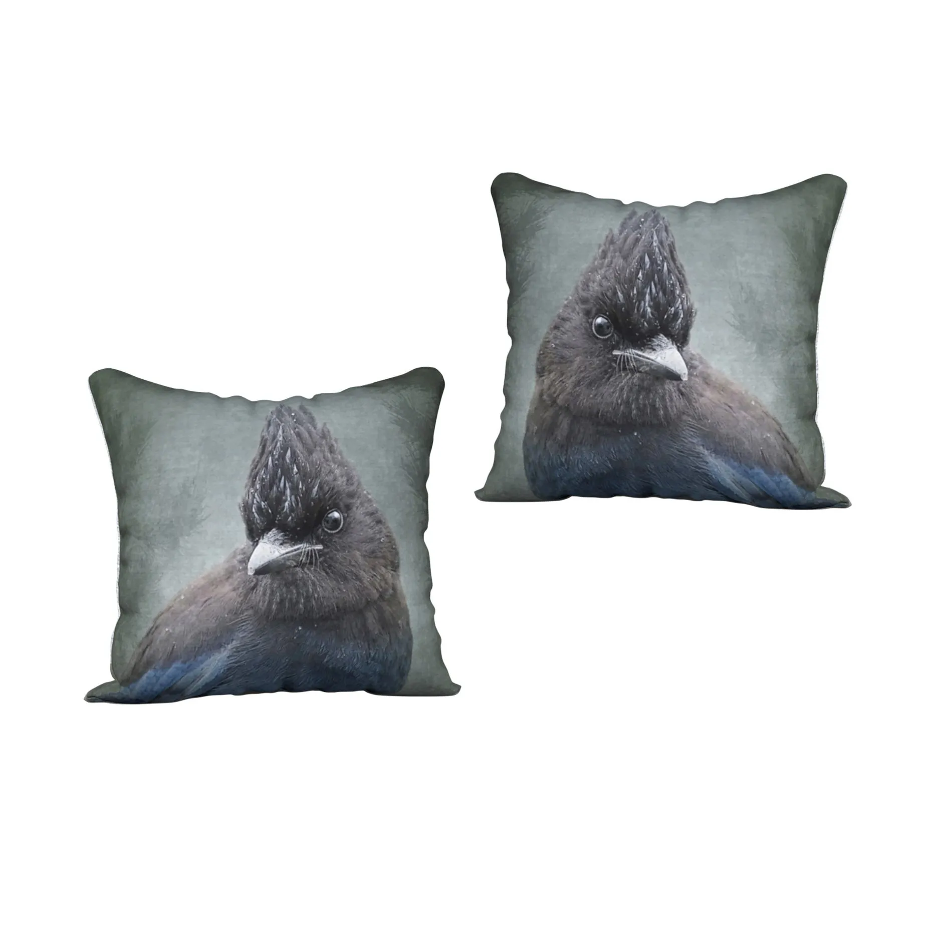 STELLER'S JAY — Bird Cushion Cover —SALE